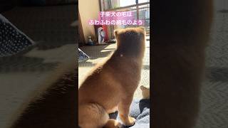 綿毛のようにふわふわな子犬