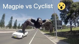 Magpie Attacks Cyclist in Australia 😱😱😱