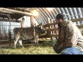 how to train a heifer to be a good milk cow nurse cow watch with subtitles