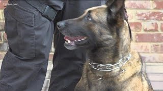 K9 Indi cleared to return to work