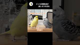 メンタリストひな #ポジティブ#インコ#インコお喋り