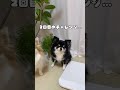 チワワが飼い主の言うことを全く聞いてくれません… ちわわ チワワ ブラタン 可愛い 愛犬 犬 癒し dog いぬ chihuahua