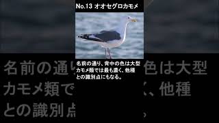 北海道の野鳥図鑑 No.13 オオセグロカモメ