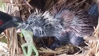 红毛鸡宝宝真是太猛了