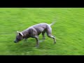 thai ridgeback jaguar