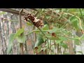 byasa alcinous larvae devouring aristolochia debilis. ウマノスズクサをむさぼり食うジャコウアゲハの幼虫.