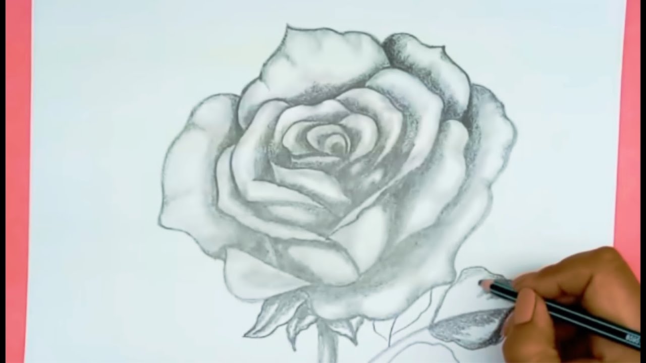 Como Dibujar Una Rosa Realista A Lapiz