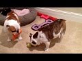 Tongue out, toy in, sit play fun time, my virtual bulldog channel on YouTube