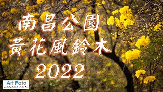 【攝影教學 #195】季節限定 - 南昌公園黃花風鈴木 2022  - Alex Fung FRPS, GMPSA, EFIAP/p