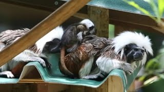 Naissance d'un tamarin pinché à crête blanche en Colombie | AFP