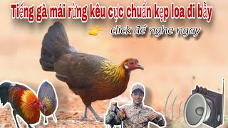 Tiếng gà mái rừng kêu cực chuẩn dùng kẹp loa đi bẫy @dammesanbay