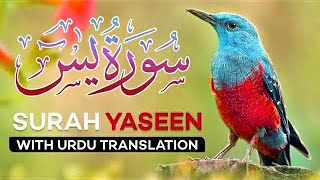 Surah Yasin ( Yaseen ) with Urdu Translation | Quran Tilawat Beautiful Voice | Asad Attari