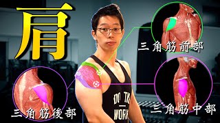 【筋トレ】もうサイドレイズで僧帽筋が働くことはありません。　肩トレのベスト種目3つを科学的に解説！