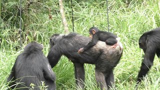 ＜何が何でも離れない＞チンパンジーの親子：多摩動物公園