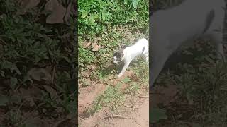 வெளிய போன சோத்துக்கு சிங்கி தான் அடிக்கணும்.#shorts #catlover #tamil