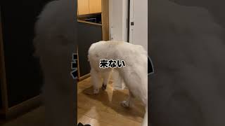 【グレートピレニーズ 】無視がカワイイと思うのは、この超大型犬ぐらいだと思う瞬間…＃shorts