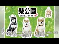 映画版『柴公園』新30秒予告＆場面写真が解禁！ 柴犬の可愛さ満点の前売券特典も