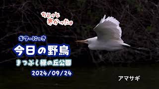 ギター日記　今日の野鳥　・　まつぶし緑の丘公園　2024年9月24日