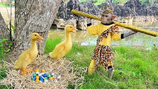 Smart Bim Bim helps dad take care of baby monkey Obi and eat eggs