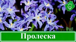 Квіти проліски (сцила) – посадка та догляд у відкритому ґрунті: вирощування, види і сорти проліски