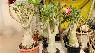 Adenium in December दिसंबर में एडेनियम की खरीदी