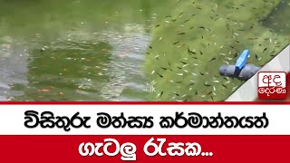 විසිතුරු මත්ස්‍ය කර්මාන්තයත්  ගැටලු රැසක...