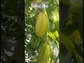 star fruit tree kordoi papul u0026maina vlogs