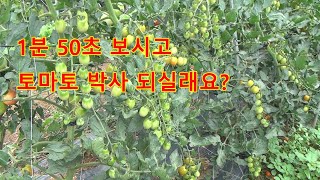 1분 50초 보시고 토마토 박사 되실래요?