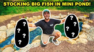 My FIRST TIME Stocking THESE Fish in My BACKYARD MINI Pond!!!