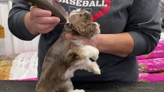 Schnauzer puppy getting her first hair cut.  December 7, 2020