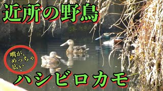 近所の野鳥、ハシビロガモ   HD 720p　※近所の小川で見つけました。