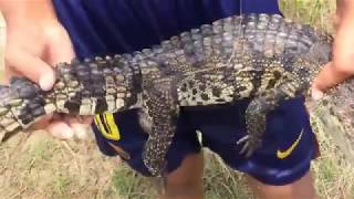 WOW! Brave Boy Catches Crocodile While Catching Crab - How To Catch Crocodile By Hand part 01