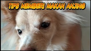 Tips memberi makan anjing #dogs #puppies #dogslover