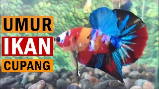 Berapa Lama Ikan Cupang Bisa Bertahan Hidup