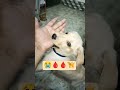 my labrador attack 🐾♥️♥️ shorts pets cets animals