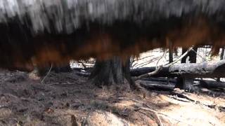 Morel fly by - Northern Idaho