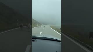 Little „goat stop“🤣 #shortsvideo#goat#road#travel#funny