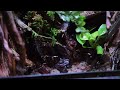 making a mini jungle paludarium for apple crab moss terrarium 애플 크랩을 위한 미니 정글 팔루다리움 만들기 이끼 테라리움