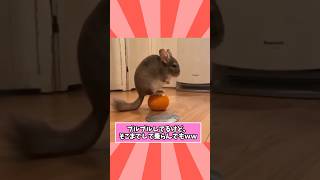 チンチラさんの動画見て笑ったら寝ろwwwwwwww