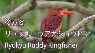 【後ろ姿】リュウキュウアカショウビンRyukyu Ruddy Kingfisher