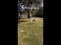 deer hitting the griddy griddy springboks deer animals