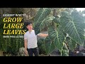 Grow Large Leaves Philodendron | A Comprehensive Guide on How to Use Moss Pole For Aroid