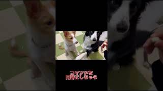 【多頭飼いあるある】お手を同時にするボーダーコリーの兄弟が可愛すぎるぅぅぅ❤️#ボーダーコリー #子犬 #shorts #dog #多頭飼い