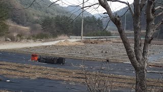 구절초 허브 농장 풍경 20190325