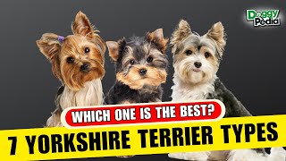 7 Different Types Of Yorkshire Terrier