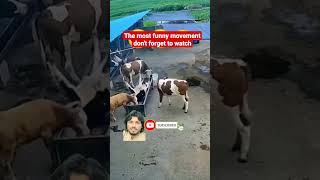 you have never seen such a funny movement before cow vs cow