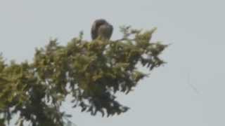 out of nest 1 week 350ft 100+mph dive Juvenile Peregrine Falcons Snoqualmie Falls July 17 2015