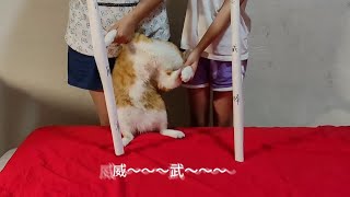 猫： 大人…小民冤枉啊大人… #大橘为重 #橘猫还是橘猫 #大橘养成记 #萌宠出道计划 #喵星人的日常