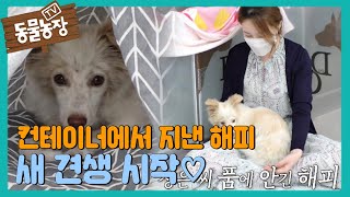 컨테이너에서 지내던 해피, 구조 후 정은 씨에게 마음 열기! I TV동물농장 (Animal Farm) | SBS Story