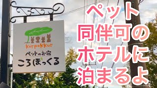 【ミニピン】2回目の伊豆高原旅行⑤/大河11ヶ月 ♂